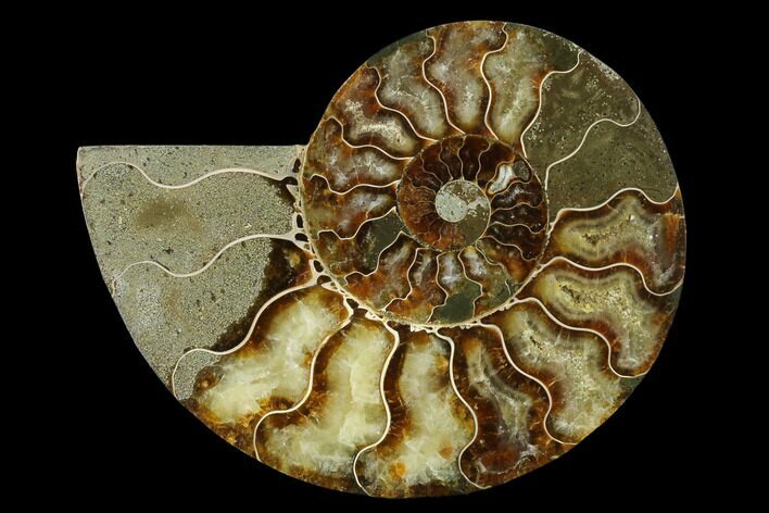 Agatized Ammonite Fossil (Half) - Madagascar #139658